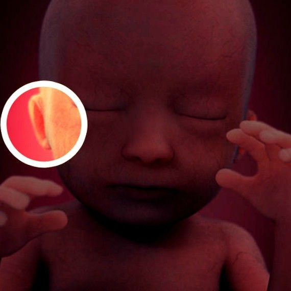 Фото плода на 18 неделе беременности