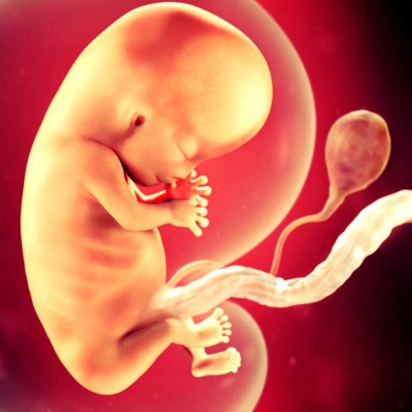 Фото. Плод на 10 неделе беременности