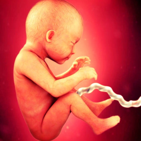 Фото плода на 29 неделе беременности