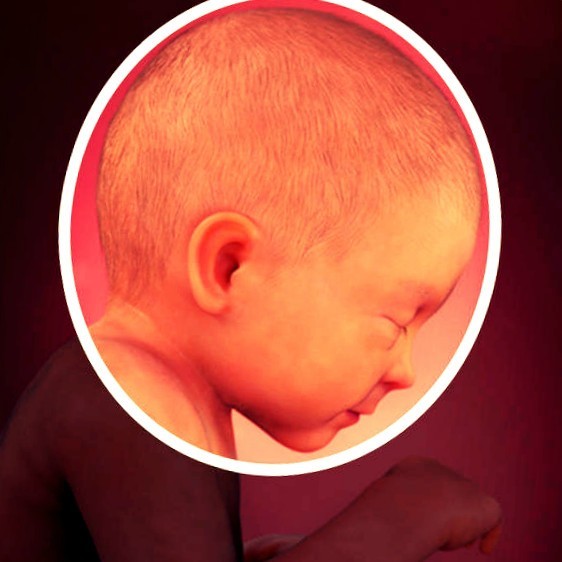 Фото плода на 33 неделе беременности