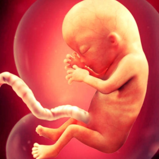 Фото. Плод на 13 неделе беременности