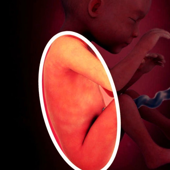 Фото плода на 25 неделе беременности