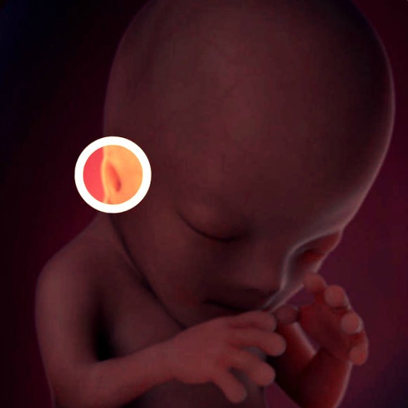 Фото. Плод на 12 неделе беременности