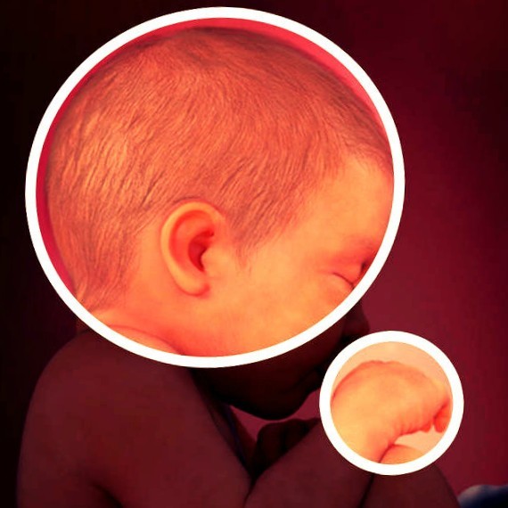 Фото плода на 40 неделе беременности