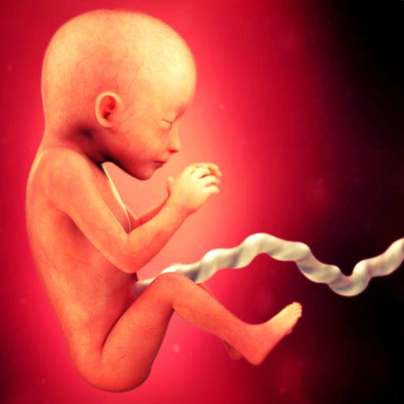 Фото плода на 19 неделе беременности