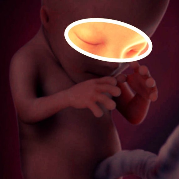 Фото. Плод на 12 неделе беременности