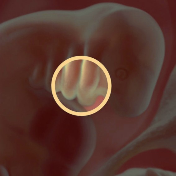 Фото. Плод на 6 неделе беременности