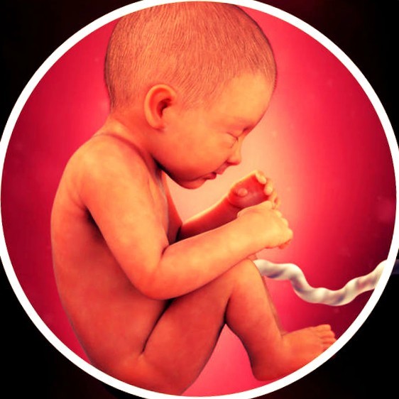 Фото плода на 34 неделе беременности