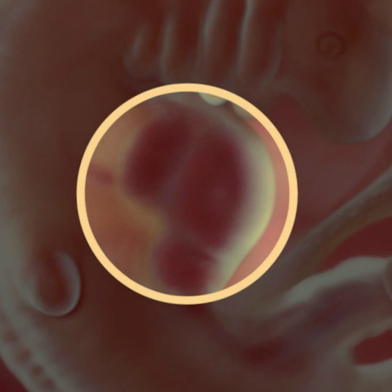 Фото. Плод на 6 неделе беременности