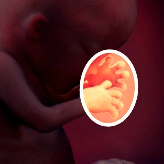 Фото. Плод на 13 неделе беременности