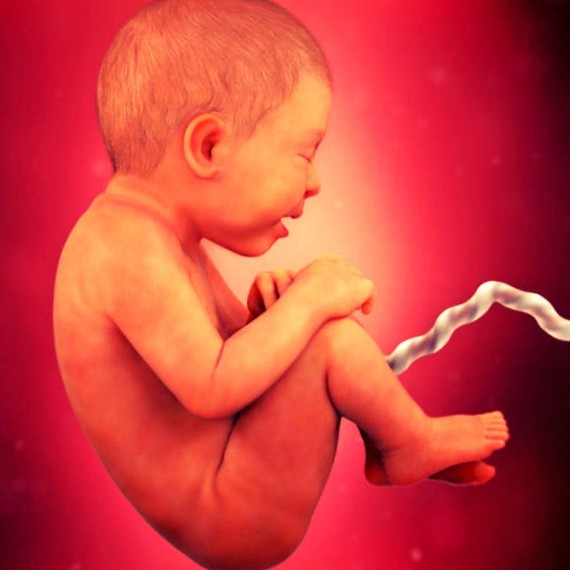 Фото плода на 36 неделе беременности