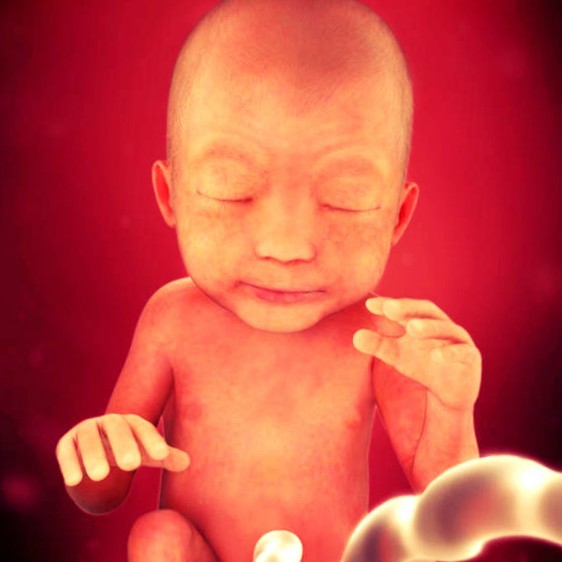 Фото плода на 24 неделе беременности