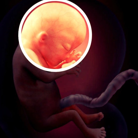 Фото. Плод на 13 неделе беременности