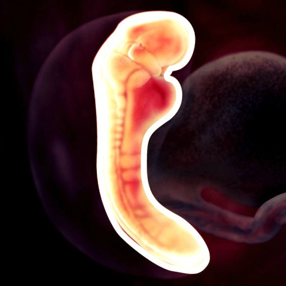 Фото. Плод на 5 неделе беременности