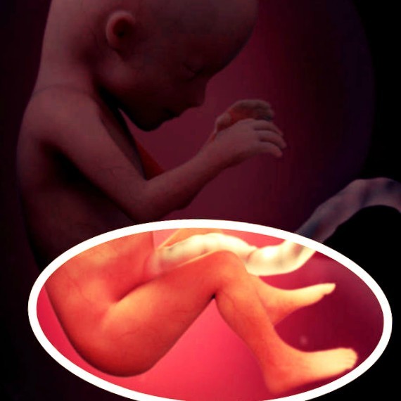 Фото. Плод на 15 неделе беременности