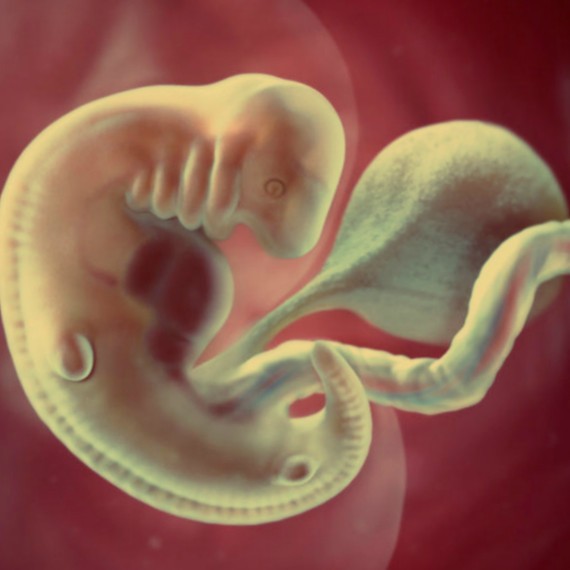 Фото. Плод на 6 неделе беременности