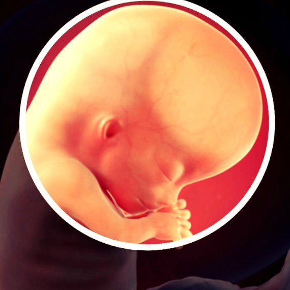 Фото. Плод на 11 неделе беременности