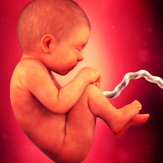 Фото плода на 38 неделе беременности