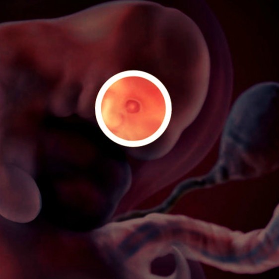 Фото. Плод на 7 неделе беременности