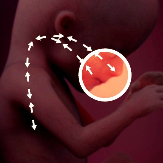 Фото. Плод на 15 неделе беременности