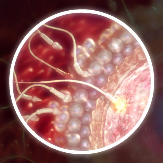 ФОТО. Плод на 2 неделе беременности