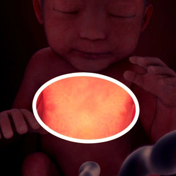 Фото плода на 24 неделе беременности