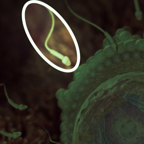 ФОТО. Плод на 2 неделе беременности