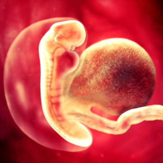 Фото. Плод на 5 неделе беременности