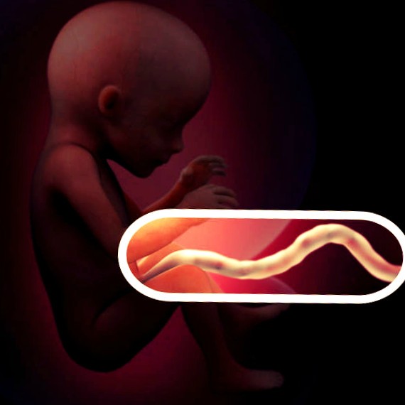 Фото плода на 17 неделе беременности