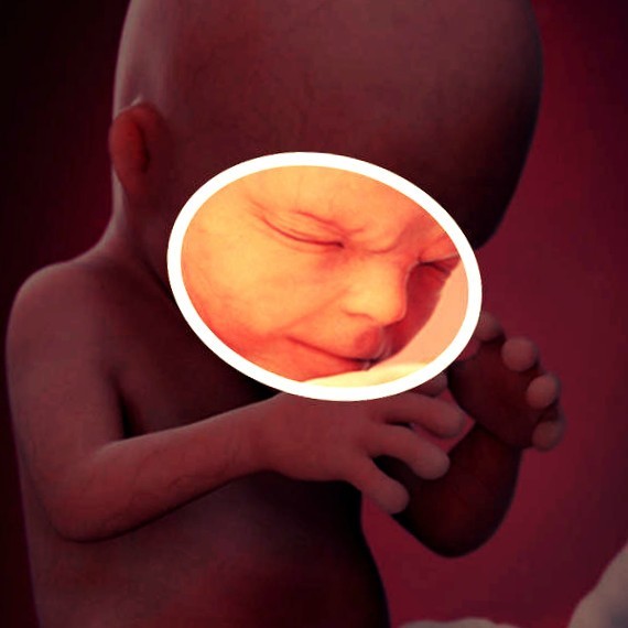 Фото. Плод на 14 неделе беременности