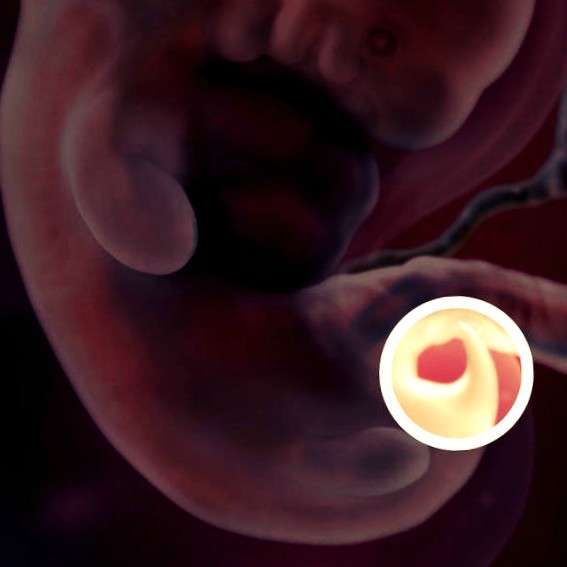 Фото. Плод на 7 неделе беременности