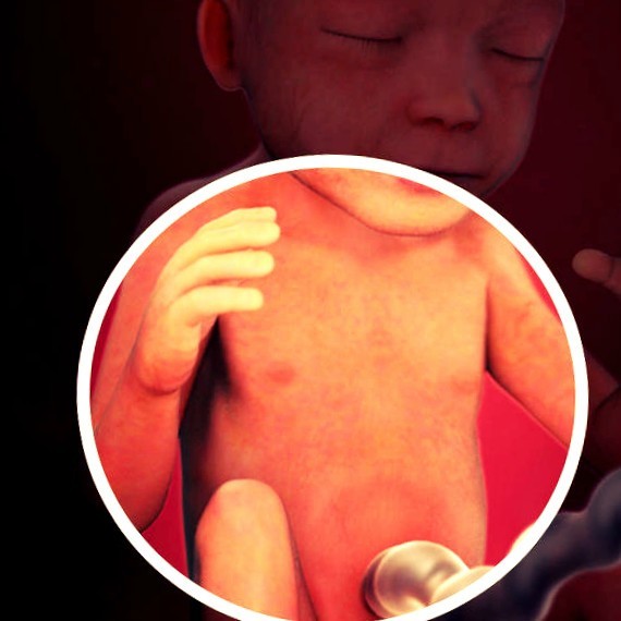 Фото плода на 22 неделе беременности