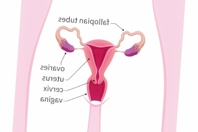 Матка во время беременности: ее размер, изменения и роль