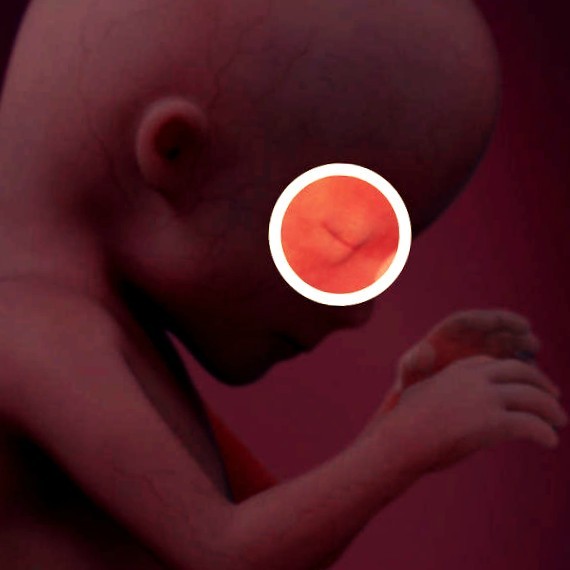 Фото. Плод на 15 неделе беременности