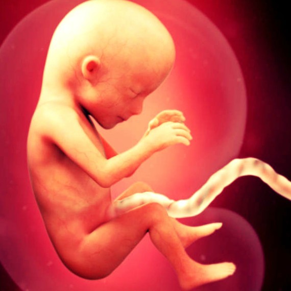 Фото. Плод на 15 неделе беременности