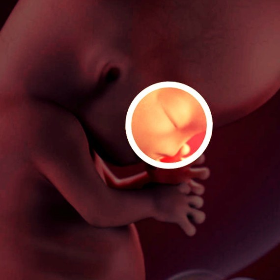 Фото. Плод на 10 неделе беременности