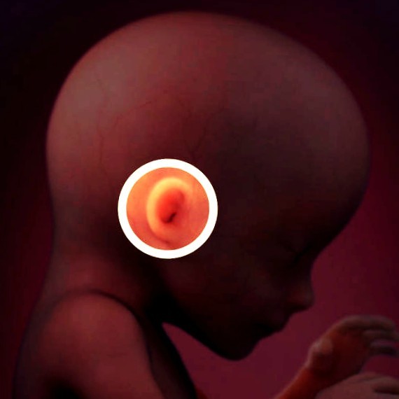 Фото плода на 17 неделе беременности