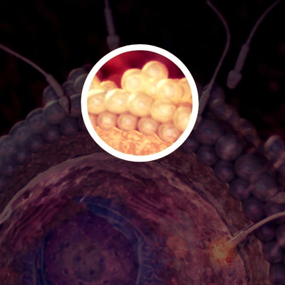 ФОТО. Плод на 2 неделе беременности