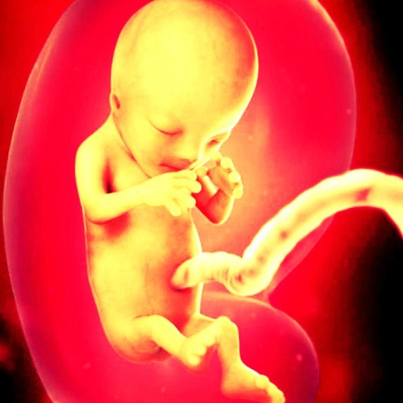 Фото. Плод на 12 неделе беременности