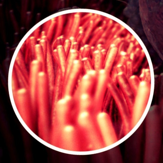 ФОТО. Плод на 2 неделе беременности