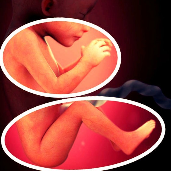 Фото плода на 19 неделе беременности