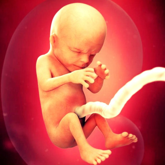 Фото. Плод на 14 неделе беременности