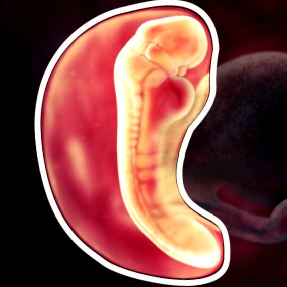 Фото. Плод на 5 неделе беременности