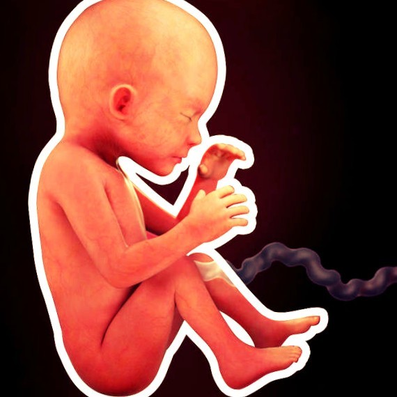 Фото плода на 23 неделе беременности