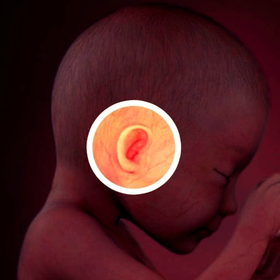 Фото плода на 26 неделе беременности