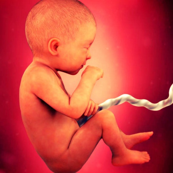 Фото плода на 31 неделе беременности