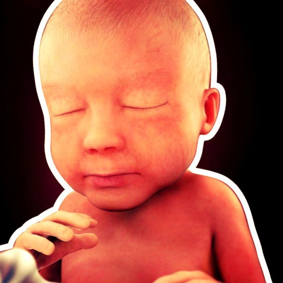 Фото плода на 28 неделе беременности