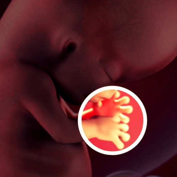 Фото. Плод на 10 неделе беременности