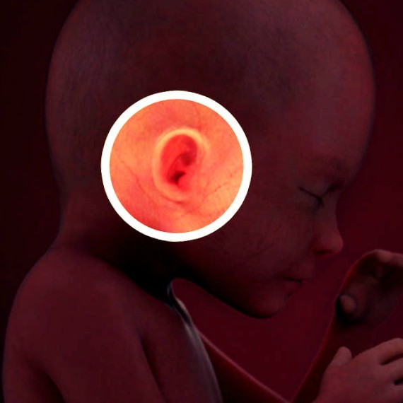 Фото плода на 23 неделе беременности