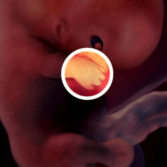 Фото. Плод на 9 неделе беременности